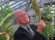 Norman Borlaug Dead