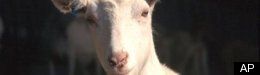 Jonathan Kim: ReThink Review: The Men Who Stare at Goats -- the First Earth Battalion Wants You!