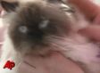 Australian Cat Clyde Strays 2,400 Miles, Returns Home