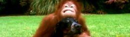 Orangutan And Hound Dog Become Best Friends (VIDEO)