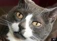 Retired Couple Save Abandoned Pets