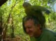 WATCH: You Are Being Shagged By A Rare Parrot