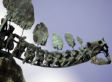Up Close and Personal With Ardi, World's Oldest Human Ancestor