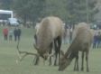 Antlers Sawed Off Elk To Emasculate Him (WATCH)