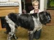 Boomer: World's Tallest Living Dog? 7 Foot-Long Dog Could Hold The Record