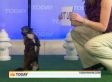 Willow, The Dog Who Can Read (VIDEO)