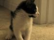 Cute/Ridiculous Animal Thing Of The Day: Conan The Scaredy Cat (VIDEO)