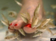 New York Seeks To Ban Fish Pedicures