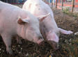 What Can Danish Hogs Teach Us About Antibiotics?