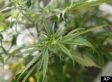 Legalize It and I Will Industrialize It: Industrial Hemp Is the Engine to Kickstart This Economy