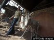 Gaza Zoo, Too Poor To Buy Zebras, Paints Stripes On Donkeys (PHOTOS)
