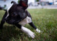 What Animals Teach Us About What It Means To Be Human