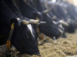 Jonathan Safran Foer's Controversial New Book, <i>Eating Animals</i>