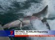 Shark Bites Shark In Half In Australia (VIDEO)