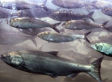 The Moral Ferocity of <em>Eating Animals</em>