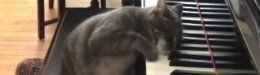Nora The Piano-Playing Cat: The Secret Behind Her Talents Explained (VIDEO)