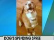 Dog Spends $62 While Owners Sleep (VIDEO)