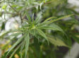 Tobacco-Related Health Costs: $800; Booze-Related Health Costs: $165; Pot-Related Health Costs: $20 -- Any Questions?