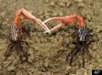 Female Fiddler Crabs Exchange Sex For Protection: Study