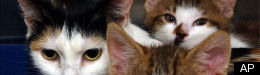 Wendy Diamond: What You Can Learn From Your Cat