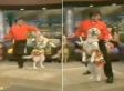 Dancing Dog Can Salsa Way Better Than You Can (VIDEO)
