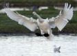 Beautiful Swans (PHOTOS)