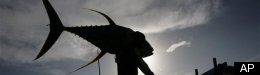 WATCH: Will Overfishing Leave The Tuna Industry Dry?