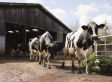 Hormones in U.S. Beef
