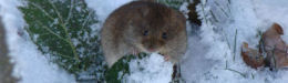 PHOTOS: Adorable Alert! Fuzzy Foragers