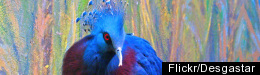 PHOTOS: The Beautiful World Of Colorful Birds 