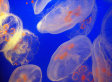 Immortal Jellyfish Swarming Across The World