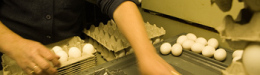 The Future of Factory Farming: Barack Obama And The 'Rural Agenda'