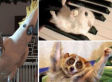 The 15 Funniest Pet Videos The Web Has To Offer: Send Us Your Own!