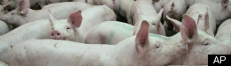Nicolette Hahn Niman: Avoiding Factory Farm Foods: An Eater's Guide
