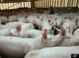 Avoiding Factory Farm Foods: An Eater's Guide