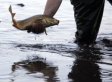 Half of All Fish In U.S. Lakes Are Toxic