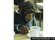 Stop The Coffee Insanity