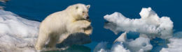 Paul Nicklen's Polar Obsession Photos