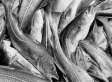 Fish As Food: A Love Affair, Issues Included