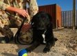 Sabi, MIA Dog, Found In Afghanistan (PHOTOS); Was Gone For 14 Months