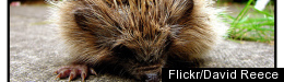 PHOTOS: Adorable Animals That Fit In Your Palm 