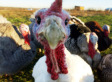 Heritage Turkeys: Eat A Delicious And Ethically Raised Turkey This Thanksgiving (PHOTOS)