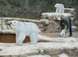 Electronic Polar Bears Replace Real Bears At St. Louis Zoo (PHOTO)