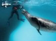 Paul Nicklen's Unbelievable Leopard Seal Encounter (VIDEO)