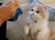 Cute/Ridiculous Animal Thing Of The Day: Kitten Fed With Chopsticks (VIDEO)