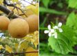 Urban Foraging: Wild Edibles In Cities -- Collect And Eat Fruit, Greens, Snails And More! (PHOTOS)