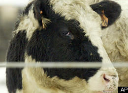 143 million pounds beef, beef, beef recall, Department of Agriculture