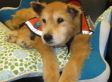Baxter, The World's Oldest Working Therapy Dog Comforted The Dying