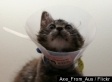 Cat Declawing Banned In Beverly Hills, LA