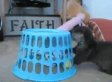 Cute/Ridiculous Animal Thing Of The Day: Pet Otter Plays With Toys (VIDEO)